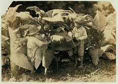 Amos is 6 and Horace 4 years old. Their father, John Neal is a renter and raises tobacco. He said (and the owner of the land confirmed it) that both these boys work day after day from "sun-up to sun-down" ...Location: Warren County--Albaton, Kentucky (LOC