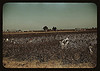 Day laborers picking cotton near Clarksdale, Miss. (LOC) by The Library of Congress
