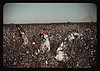 Day-laborers picking cotton near Clarksdale, Miss. (LOC) by The Library of Congress