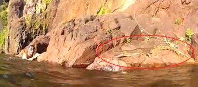 Photo: Check out this video of a crocodile leaping at man who gets too close.
Felix Andersson is swimming at an Australian park when he sees if he can get a rise out of the reptile and ... 
http://bit.ly/VWLjIZ

Brave, crazy or both?