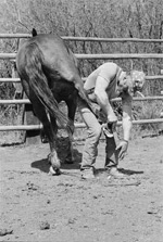 Dave Hiller filing the hoof before nailing a shoe on a horse, Little Owyhee Line Camp