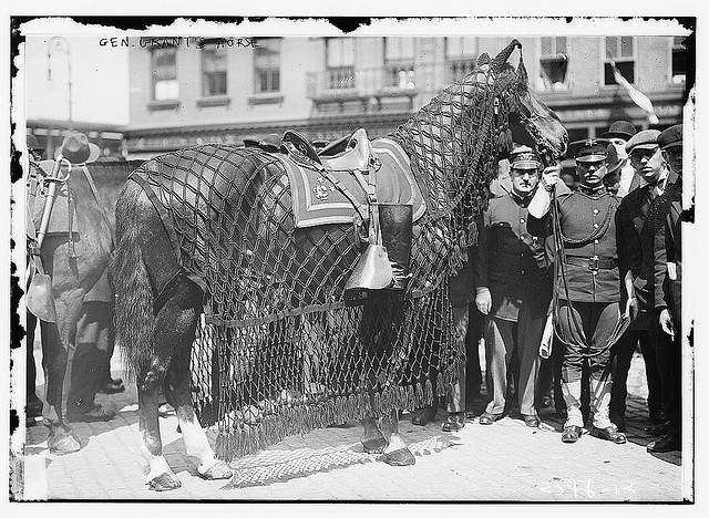 Gen. Grant's horse (LOC)