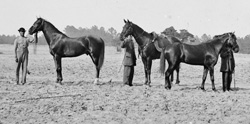 Grant's horses (left to right): Egypt, Cincinnati, and Jeff Davis, Cold Harbor, VA, 1864