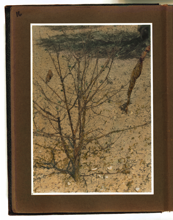 Image 16 of 57, Photograph album, Locust plague of 1915