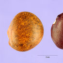 Phaseolus maculatus