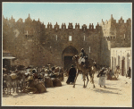 camel pack train outside the Damascus Gate, Jerusalem.