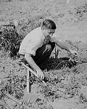 Botkin working
		      in his Victory Garden, Washington, DC, June 1943