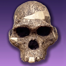 Australopithecus africanus [Photo: José Manuel Benito Álvarez] via wikimedia