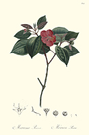 Le Merian Rose (Plate 6)