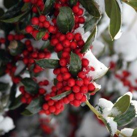 Photo: Red berried holly plants are symbolic of strength, protection, good will and everlasting life...a reminder from nature than even in the darkest, coldest days, there is still beauty that endures.