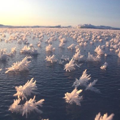 Photo: On the cold ocean near the North Pole, a team of researchers encountered beautiful flower-like objects that begin growing right before your eyes. 

Read the story behind these salty ocean blossoms: http://n.pr/VPVOgO

Photo: Courtesy of Matthias Wietz