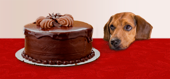 Chocolate Treats Are Bad for Dogs