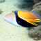 Humuhumunukunukuapua'a (Reef triggerfish)