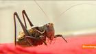 Chinese Wagering: Betting on Huge Fighting Crickets