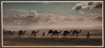 Camels in a line