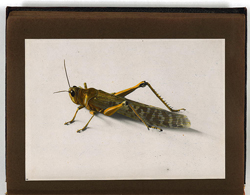 A yellow locust