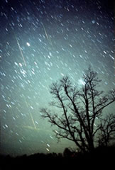 Photo of leonid meteor shower in background, silouette of tree in foreground.