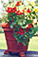 Flower pot with blloming plants.