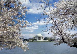 Photo: Jeffererson Memorial from across the tidal basin, framed with branches of cherry blossoms in the foreground.