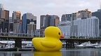 Giant duck in Sydney Harbour