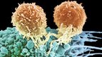 Two T-cells on the surface of a cancerous cell