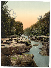 [Woods, the Strid, Bolton Abbey, England]  (LOC)