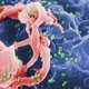 Imagen de los CDC que muestra al VIH (rojo) infectando una célula del sistema inmune.
