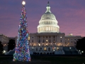 Capitol Christmas Tree - 2011