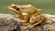 Scientists have discovered that different species of frogs produce potent cocktails of antibiotics. (Richard Bartz)