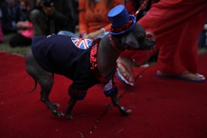 Mugly, an eight-year-old Chinese Crested from Peterborough, Britain, walks on the red carpet during the 24th annual World's Ugliest Dog Contest at the Sonoma-Marin Fair in Petaluma, California, June 22, 2012. Mugly won the $1000 as well as the title of the World's Ugliest Dog. REUTERS/Stephen Lam (UNITED STATES - Tags: ANIMALS SOCIETY)