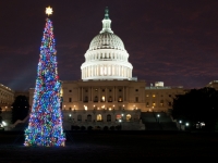 2011 Capitol Christmas Tree