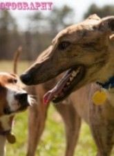 Dog News: Greyhounds Need Homes