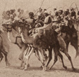 Egyptian soldiers riding camels