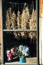 Exterior view of a window with ginseng hanging in it.