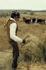 Homer Ely distributing hay to feed cattle, Ninety-Six Ranch