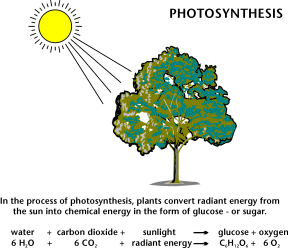 Photosynthesis. In the process of photosynthesis, plants convert radiant energy from the sun into chemical energy in the form of glucose or sugar. Water plus carbon dioxide plus sunlight yields glucose plus oxygen. Six water plus six carbon dioxide plus radiant energy yields sugar plus six oxygen.