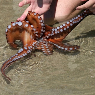octopus stone crab