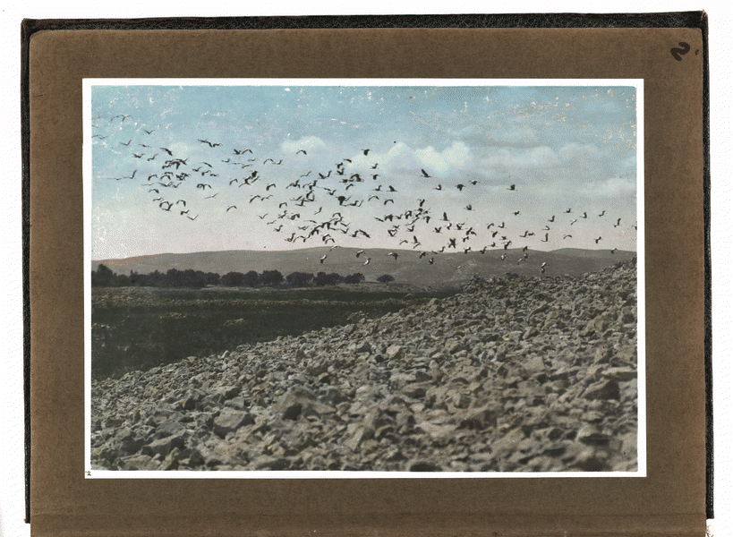 Image 2 of 57, Photograph album, Locust plague of 1915