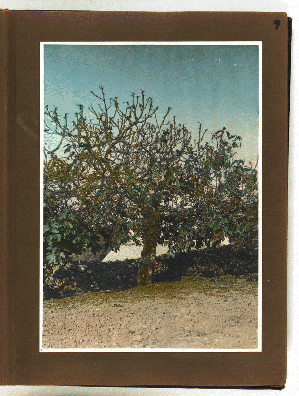Image 9 of 57, Photograph album, Locust plague of 1915