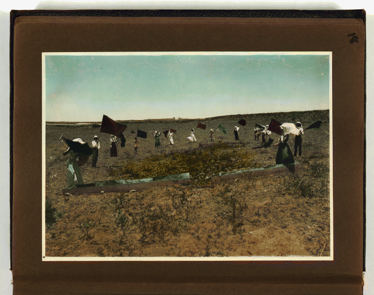 Image 18 of 57, Photograph album, Locust plague of 1915