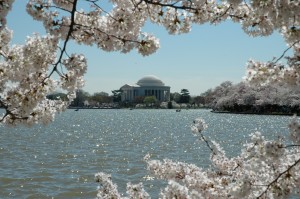 THOMAS JEFFERSON MEMORIAL FRAMED BY BLOSSOMS from the National Park Service