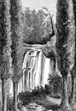 Image of tall trees near a waterfall.