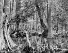 Photograph of trees in the Great Dismal Swamp in Virginia.