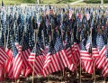 united states flags Veterans Memorial Park Tampa