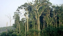 Climate warming unlikely to cause near-term extinction of ancient Amazon trees, study says