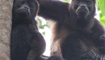 Monkey business: What howler monkeys can tell us about the role of interbreeding in human evolution