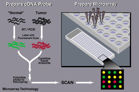 Process demonstrating DNA Microarray Technology