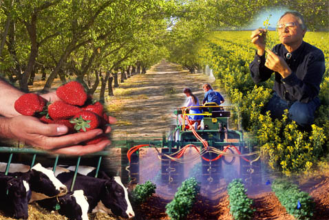 Huertos de almendros, hombre examinando plantas en el campo, vacas lecheras, fresas, dos personas operando un tractor
