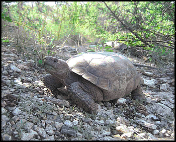Desert Tortoise at Saguaro National Park