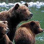 Brown Bears